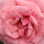 Rózsaszín - Teahibrid rózsa - Kanizsa